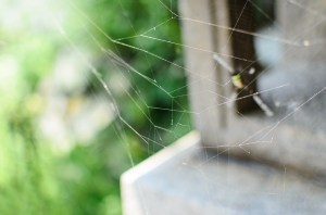 a-spiders-and-it's-web