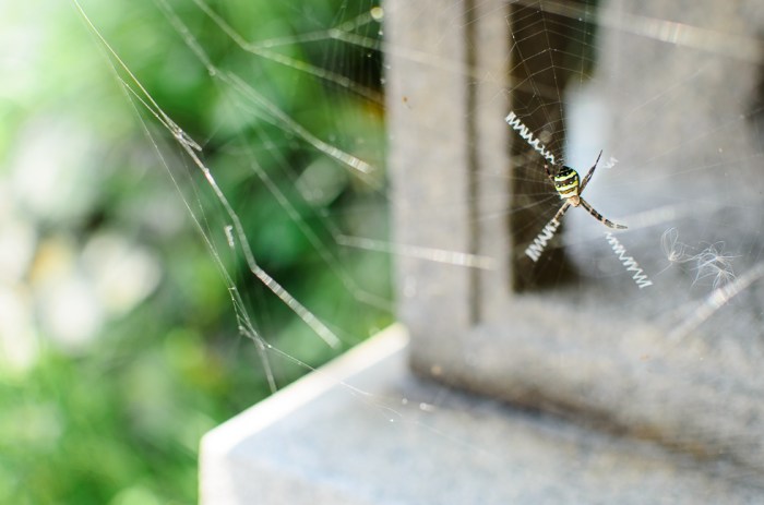 a-spiders-and-it's-web