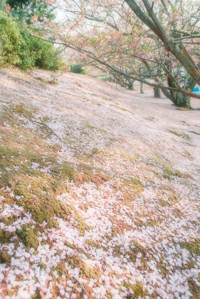 cherry-blossoms-japan