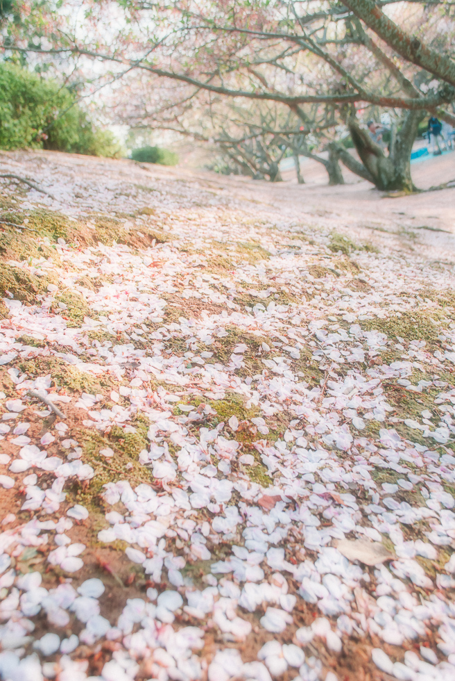 cherry-blossoms-japan