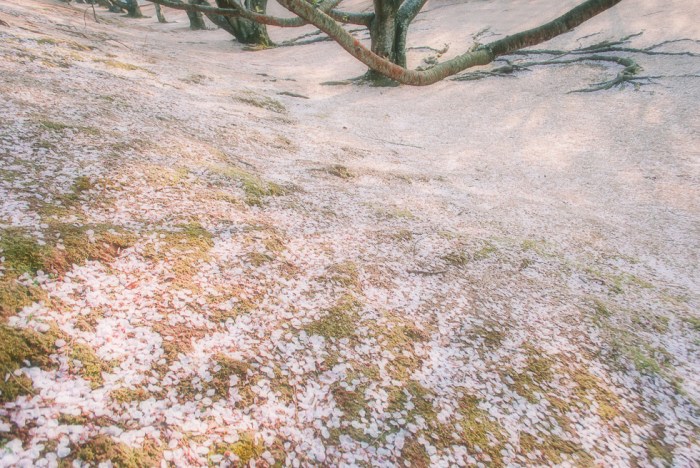 cherry-blossoms-japan