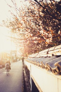 cherry-blossoms-japan