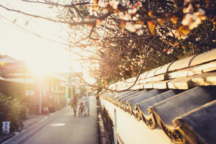 cherry-blossoms-japan