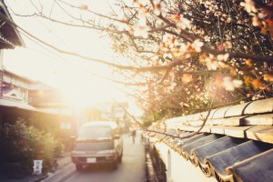 cherry-blossoms-japan