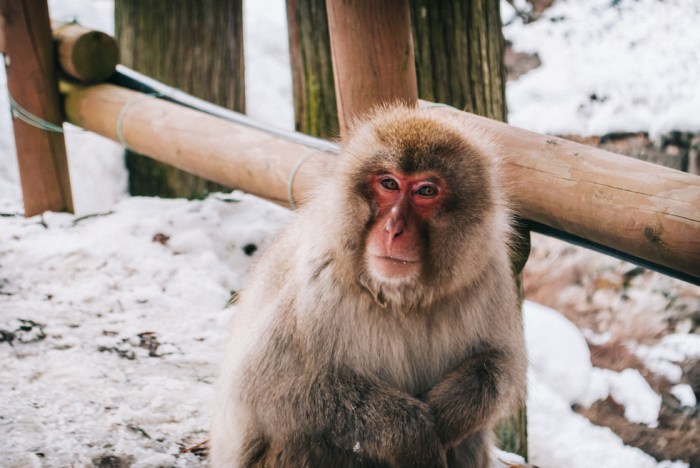 japanese-snow-monkey