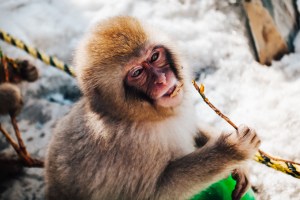 japanese-snow-monkeys
