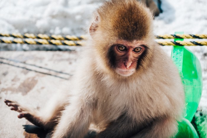 japanese-snow-monkeys