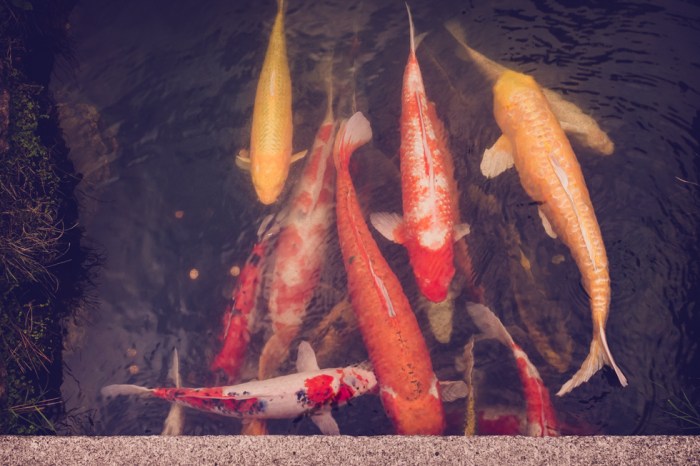 japanese-tea-garden-san-fransico-golden-gate-park