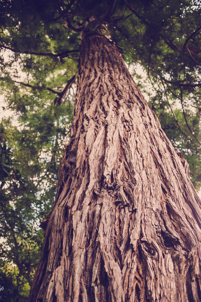 japanese-tea-garden-san-fransico-golden-gate-park