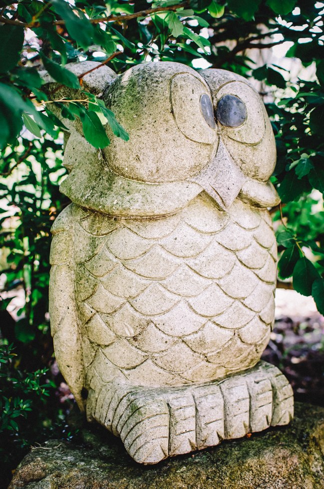 japanese-owl