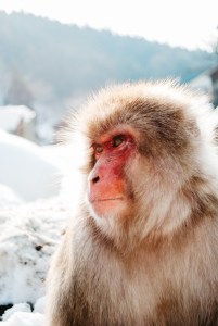 japanese-snow-monkey