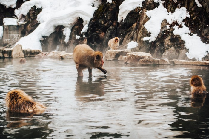 japanese-snow-monkey