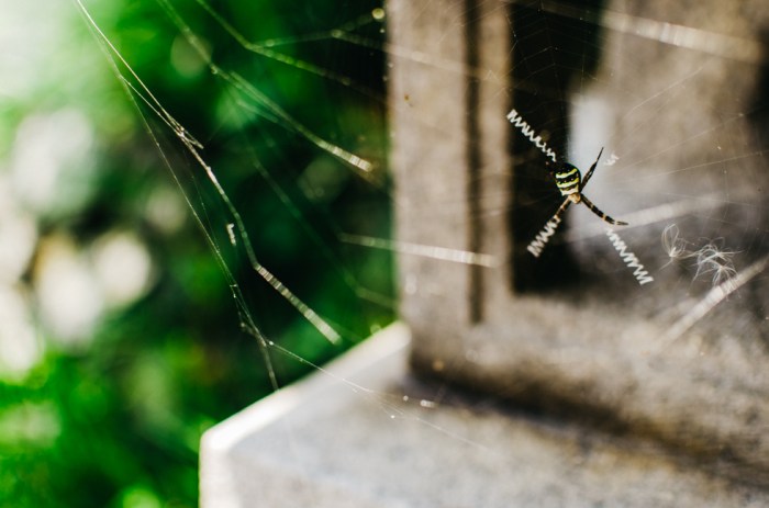 japanese-spider
