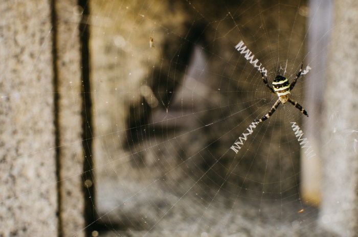 japanese-spider