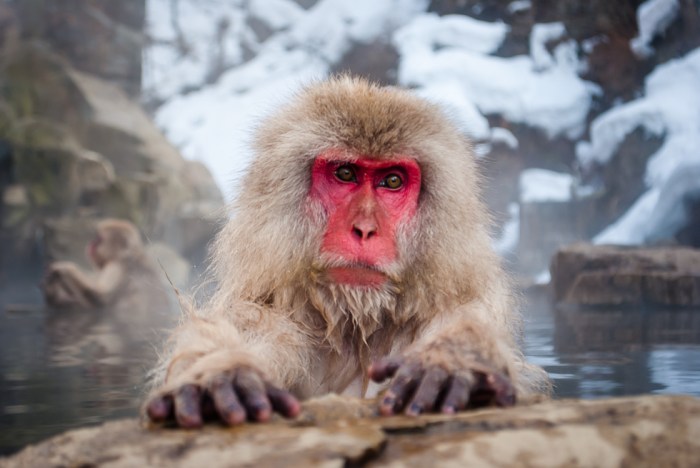 japanese-snow-monkey