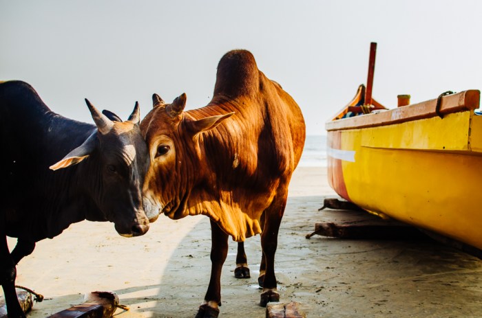 india-goa-cow