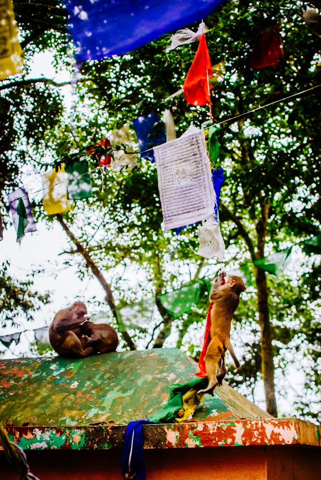 india-darjeeling-monkey